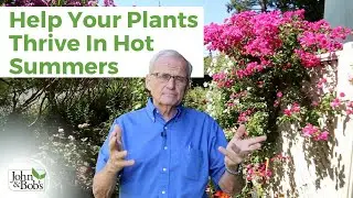 Summer Garden Plants | How To Help Your Plants Thrive In Hot Summer Weather (100+ Degrees!)