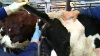 Взятие крови у КРС из подхвостовой вены. taking blood from their cattle tail vein