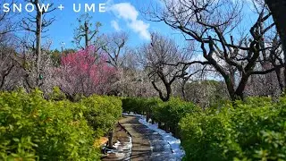 Live! - Tokyo Morning Walk - Komazawa & Hanegi Park Plum Blossoms