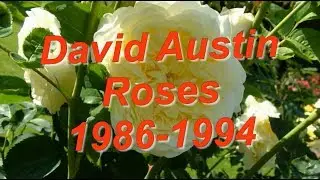 David Austin Roses 1986 1994 Все сорта роз Дэвида Остина 1986-1994