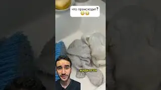 жесть паук спратался в ухе