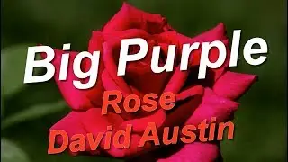 Big Purple Rose David Austin