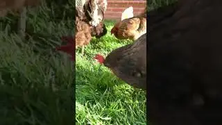 Our 6 Hens Episode 9 - New Lawn