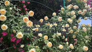 Где посмотреть на сорта роз? Роза Мон Жарден э ма Мэзон, плетистая 🌹(Mon jardin et ma maison)