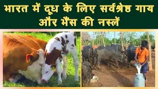 भारत में दूध के लिए सर्वश्रेष्ठ गाय और भैंस की नस्लें || Best COW & buffalo breeds for Milk in India