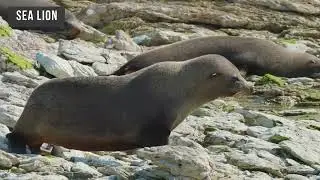 Sea lion Sound