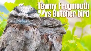 Tawny Frogmouth owls attacked by butcher birds!