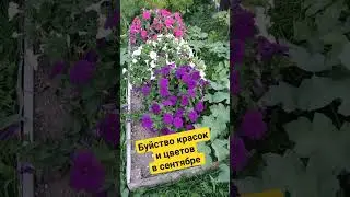 Петуньи и космея в конце сентября