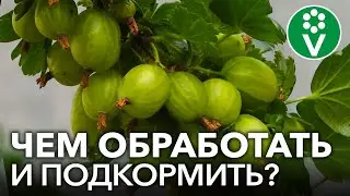 КРЫЖОВНИК ЗАСЫПЛЕТ ВАС КРУПНЫМИ И СЛАДКИМИ ЯГОДАМИ, если вы сделаете так в апреле!