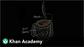 What is gastroenteritis? | Gastrointestinal system diseases | NCLEX-RN | Khan Academy