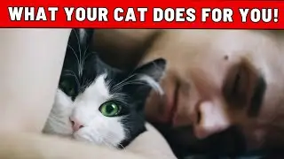 7 SHOCKING THINGS Your Cat Does for You Every Day (That You Don't Even Suspect About!)