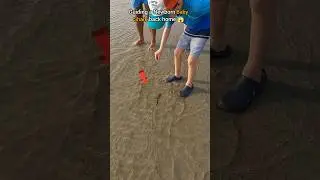 Rescue mission: Saving newborn shark from waves 🦈