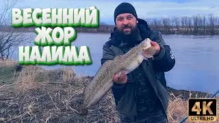 ВЕСЕННИЙ ЖОР НАЛИМА !!! Большое рыболовное путешествие по Северным рекам. Часть 2.