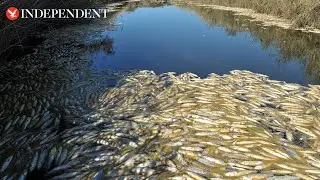 Dead fish blanket covers Greek tourist spot after flooding