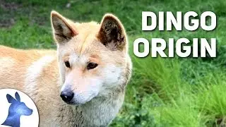 Origin of the Dingo: Australia's Ancient Canine