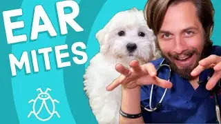 Ear Mites in Dogs