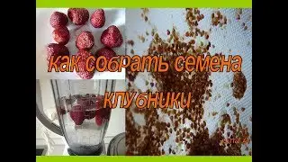 КАК СОБРАТЬ СЕМЕНА КЛУБНИКИ - ЗАГОТОВКА СЕМЯН КЛУБНИКИ!