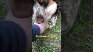 Нагребся. Жадина 🤣🐶🥎🥎🥎 #животные #топ #funnydog