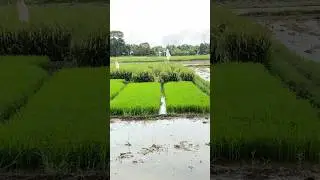 Bertani Sawah biar cepat kaya