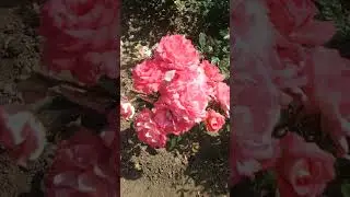 Роза 🌹 флорибунда Этруска