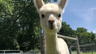 Welcome to New Jerseys Bluebird Farm Alpacas | My Go-To