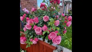 Штамбы Rosarium Uetersen, Winchester Cathedral, Princess Alexandra of Kent, Iceberg