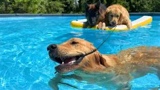 Golden Retriever Saves Whining German Shepherd From The Pool