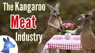 The Kangaroo Meat Industry Explained