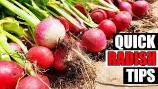 Quick Radish Tips - Garden Quickie Episode 150