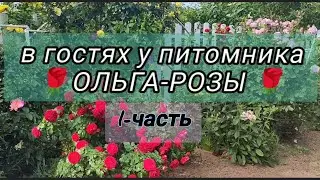 Vlog-237. 1-ЧАСТЬ: В гостях у питомника ОЛЬГА-РОЗЫ🌹 Первая волна цветения, тысячи сортов РОЗ!!!