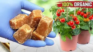 A 2-IN-1 FREE FERTILIZER + PESTICIDE FOR PLANTS 🌿🌿 | WASTE DECOMPOSER MIRACLES