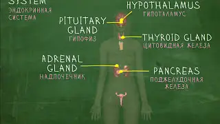 Анатомия и внутренние органы - Английский Видео-Словарь 