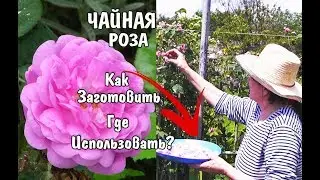 Пора Собирать ЧАЙНУЮ РОЗУ!Какая ПОЛЬЗА?Где использовать Лепестки Чайной Розы? Как Заготавливать?