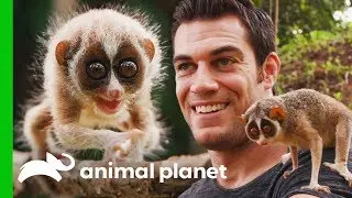 Dr. Evan Meets One Of The World's Most Fascinating Primates | Evan Goes Wild