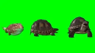 Frog  And  Turtle  green screen video effect  Animais  Animation videos  free  Download  4K  4 video