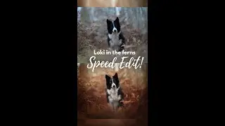 Loki in the Ferns: Speed Edit!