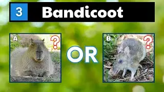 Guess The Animals That Start With B - Animals Quiz