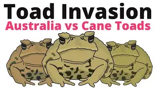 How Australia fights invasive Cane Toads