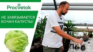 КАПУСТА. Что делать, если не завязываются кочаны?