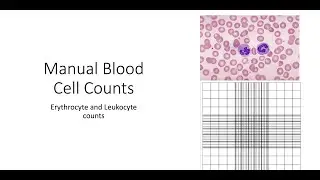 Manual Blood Cell counts