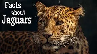 Jaguar Facts for Kids