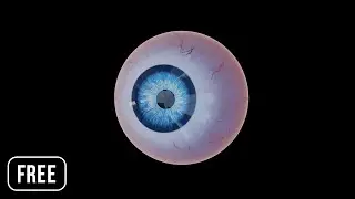 Eye | Free 3D Model