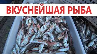 #Анапа  СВЕЖАЙШАЯ ЧЕРНОМОРСКАЯ РЫБА. ГДЕ КУПИТЬ?