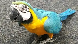 Parrot - A Cute And Funny Parrots Videos Compilation 2019