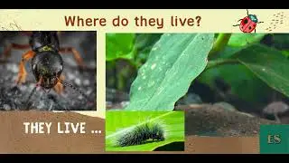 An insects life  #EnglishStream