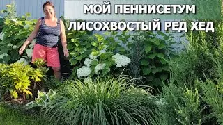 САМЫЙ ЭФФЕКТНЫЙ ЗЛАК: МОЙ ПЕННИСЕТУМ РЕД ХЕД | Пеннисетум лисохвостый Ред Хед