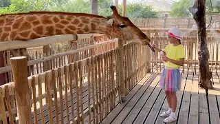 София кормит Жирафов в зоопарке и гуляет с семьей в парке | Sofia feeds giraffes at Dubai Zoo