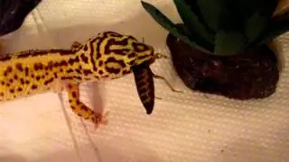 Leopard gecko chasing and eating a male dubia roach nymph