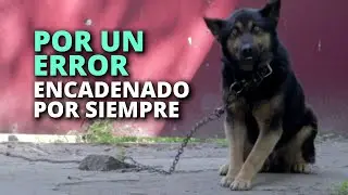 Sus vecinos lo criticaban por tener a su perro amarrado, pero no conocían la verdad