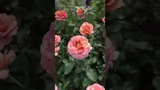 Троянда Альбрехт Дюрер.🌹💓Красунечка! 6.06.24.